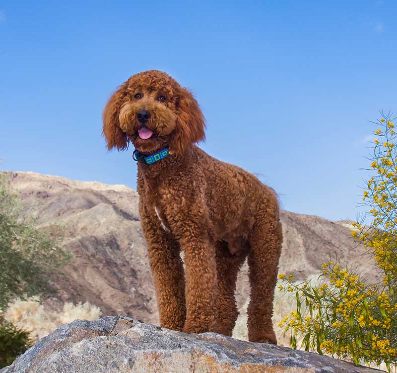 All About The Labradoodle Breed
